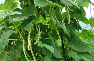 八月份种芸豆晚不晚 秋芸豆最晚什么时候播种