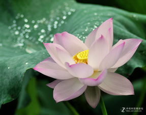 八月荷花谢了吗 8月份荷花凋谢了吗