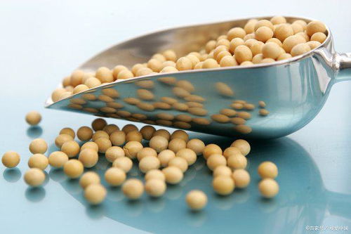 八月份还可以种黄豆吗 9月份可以种黄豆吗