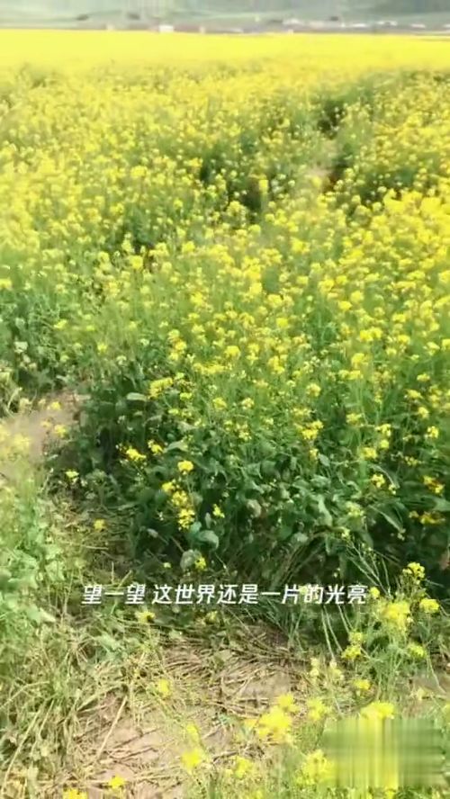 八月份有油菜花吗 油菜花是春天还是秋天