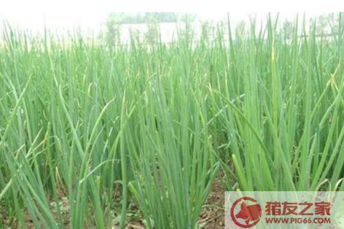 八月份可以种香葱吗 香葱几月份播种最佳