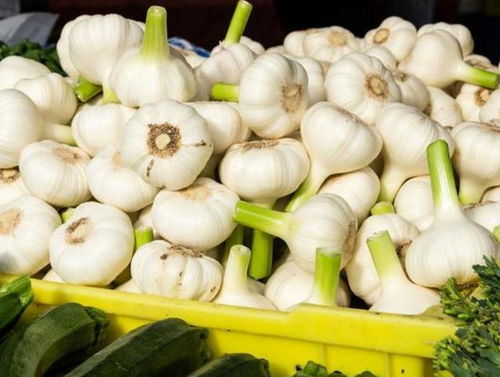 八月份还有新蒜吗 8月份种大蒜会发芽么