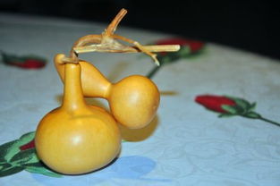 八月结的葫芦能成熟吗 八月种葫芦还能结果么