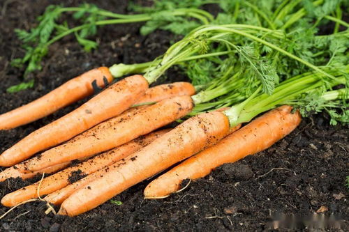 八月份种胡萝卜晚不晚 九月份还能种胡萝卜吗