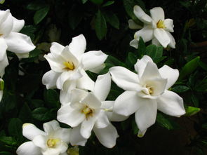 八月栀子花还能开花吗 栀子花八月开花正常吗