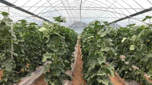 八月份能种羊角蜜吗 8月份露天能种羊角蜜吗