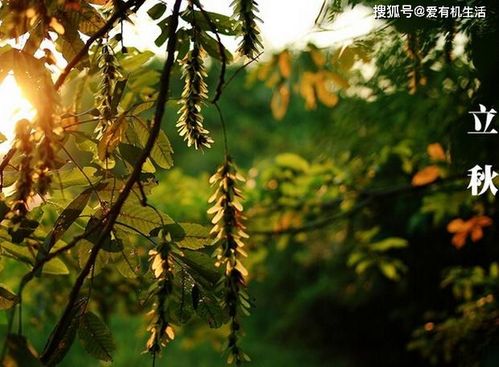 八月有什么蔬菜成熟了 立秋前后种什么菜合适