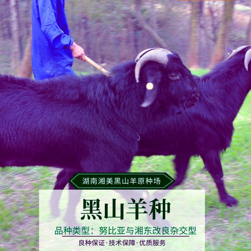 公羊能配自己的母亲吗 公羊下的子女能互相配吗