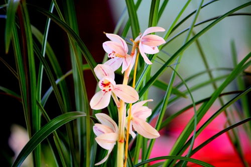 兰花不服盆能活几个月 怎样判断兰花已经服盆了