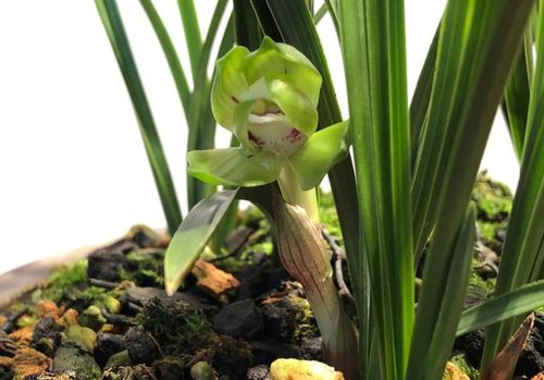 兰花浇啤酒的正确方法 啤酒浇出来的兰花图片