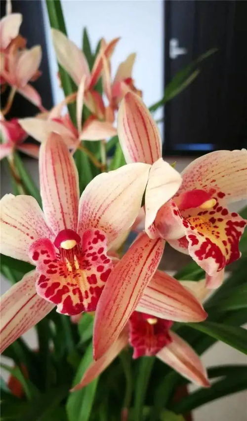 兰花一年四季都开花吗 兰花哪个季节开花