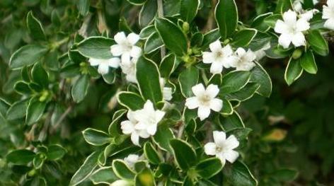 六月雪为什么不吉利 六月雪什么人不能养