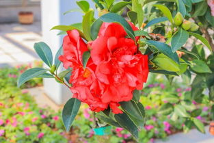 公认最好看的茶花品种 世界上最美的茶花