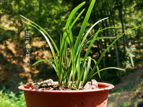 兰花夏天换盆会成活吗 夏天种兰花多久算活了