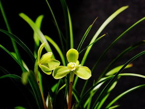 兰花花苞没开就干了为什么呀 兰雪兰月兰花是什么小说的人物
