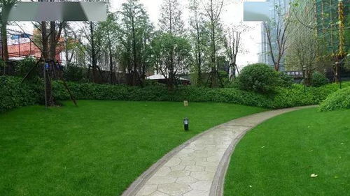 公路边绿化带植物 路边常见矮绿化植物