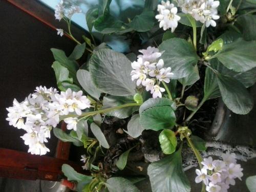 六点开的花叫什么花 六点花图片