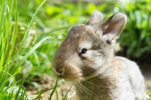 养兔子对人的巨大危害 家里养兔子为啥不吉利