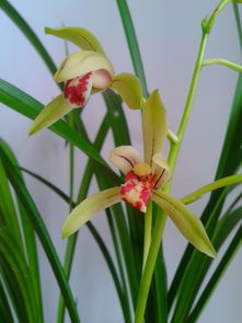 兰花夏天开花寓意什么 兰花品种的象征意义