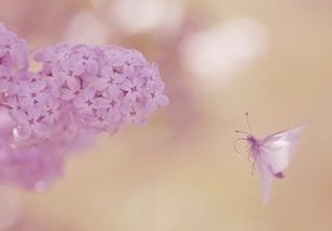 关于花的网名 带花意境的名字