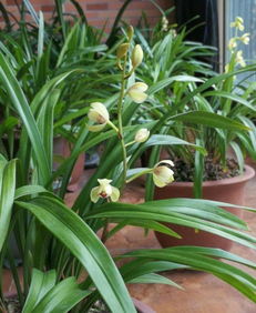 兰花生长最快的温度 兰花夏天高温怎么养