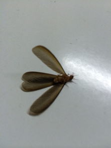 关灯后飞蛾会对着人飞吗 怎样让飞蛾自己飞出去