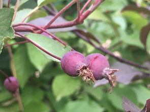 公园里海棠果能吃吗 不能吃的海棠果图片