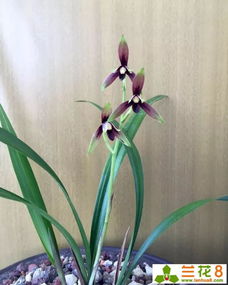 兰花几月份翻盆最好 兰花怎么换盆步骤图解