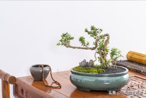 六月雪什么人不能养 六月雪养家里是吉还是凶