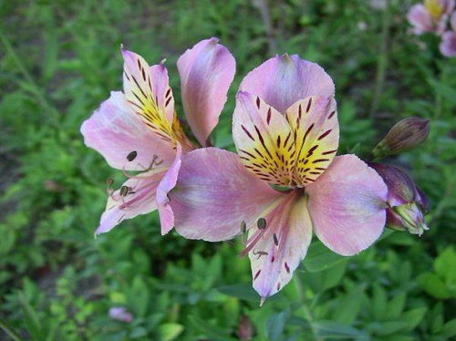 六出花为啥叫六出 六出花的花语和寓意