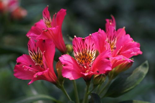 六出花夏鸣星 六出花的花语和寓意