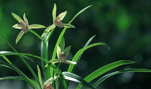 兰花叶子一根一根干枯 兰花夏天烂根怎么办