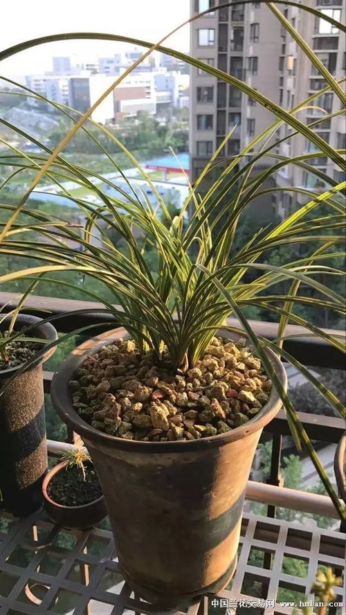 兰花40度高温有没有影响 夏天40度高温能否可以给兰花喷叶面肥