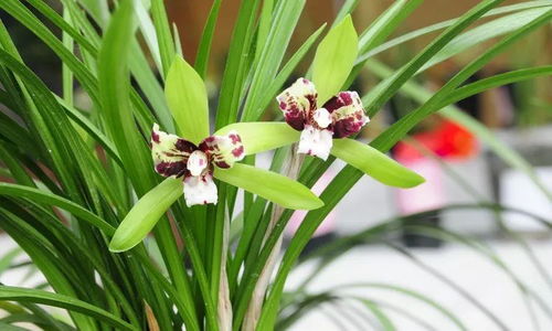 兰花移栽几天不死就算活了 兰花夏天换盆会成活吗