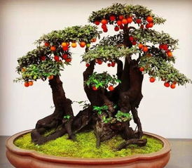 养金弹子10大忠告 金弹子家养的禁忌