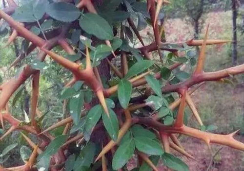 农村带刺的植物有哪些 浑身刺的球圆圆的是什么植物