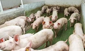 养猪3个月出栏配方 养猪100天出栏饲料配方