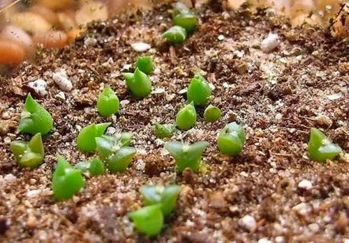 养花的河沙用粗的还是细的 养花用的河沙去哪里找