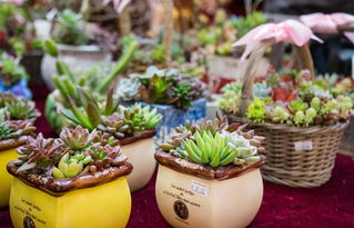 养多肉的正确方法 让多肉爆盆的6个技巧