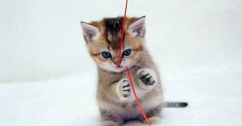 养猫家里可以养富贵竹吗 富贵竹被猫啃了有事吗