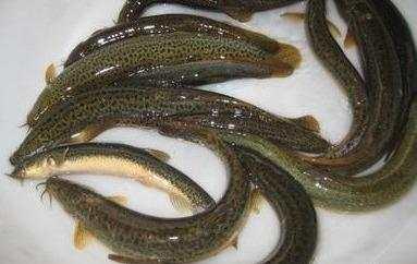 养泥鳅骗局大揭秘 谨防泥鳅养殖的四大骗局