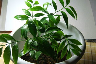 养竹柏的好处与坏处 家里千万不能养竹柏