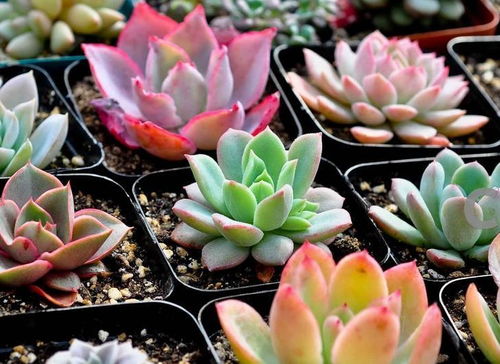 养多肉几天浇一次水好 多肉最怕三种水