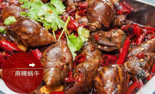 养蜗牛不用土会死吗 蜗牛养久了会认主人吗