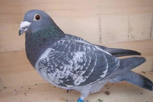 养鸽子对人的巨大危害 养鸽子对人的运气好不好