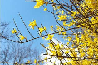 养迎春花的禁忌 迎春花浇水的正确方法