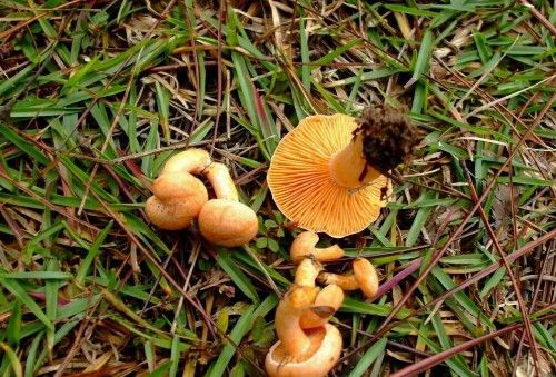 农村常见的无毒蘑菇 可食用的蘑菇图片