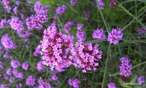 农村常见的紫色野花 野生的开紫色花的草图片