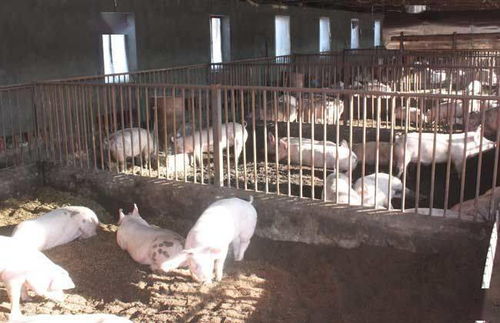 养猪多少头一年赚20万 养猪场招夫妻工12000