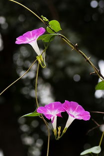 凌晨四点牵牛花 牵牛花的传说